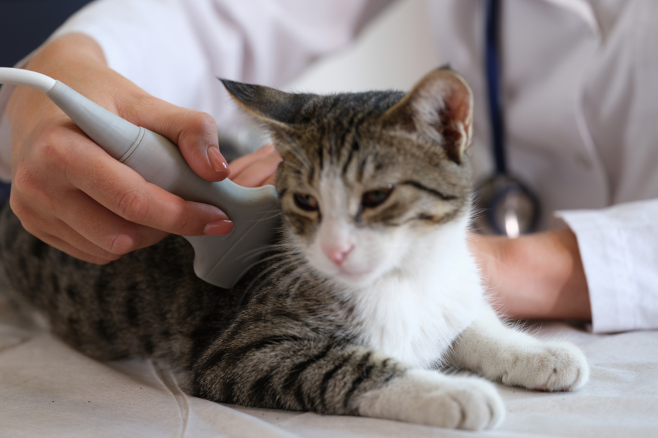 Ultrasonography