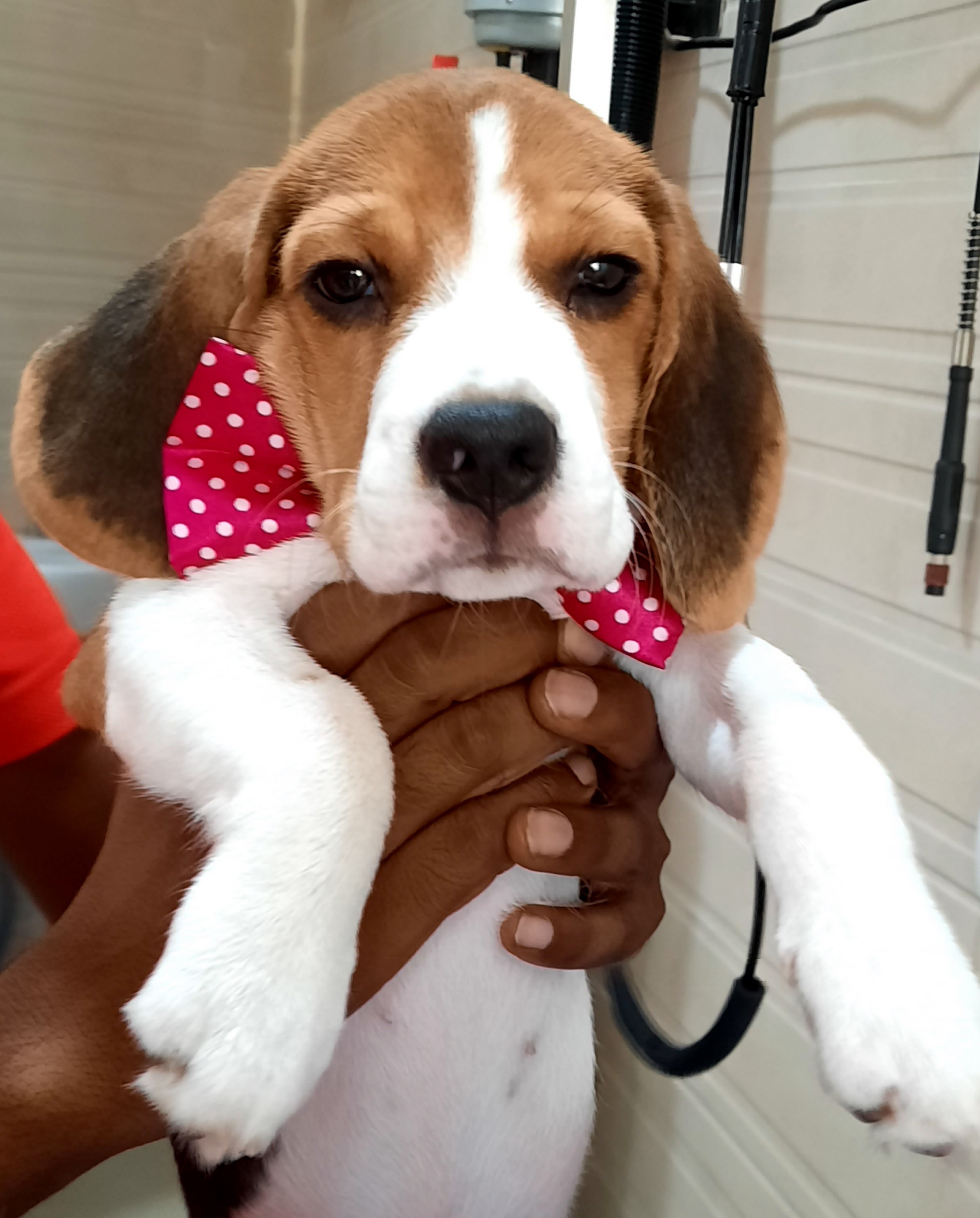 Pet